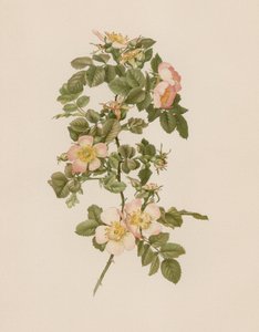 英国玫瑰 作者 英语学校